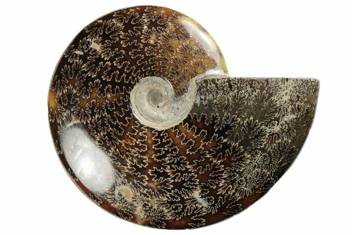 Polished Ammonite Fossil - Madagascar #191511